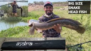 MAJOR CRAFT INDRA FISHING ROD BIG SIZE SNAKE HEAD FISH. #fishingvideo #fishing #fishingequipment.