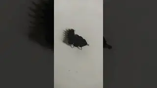 I JUST FOUND THE WORLD MOST RARE BUG