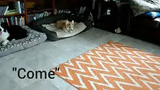 Kira the 4 month old corgi puppy