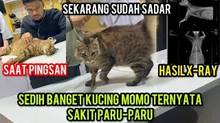 Aatagfirullah Kucing Momo Pingsan Karena Sakit Paru-Paru..‼️