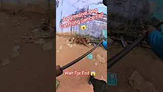 Gojo Double Dog Catch #dog #streetdogrevival #city #ytviral #gojo