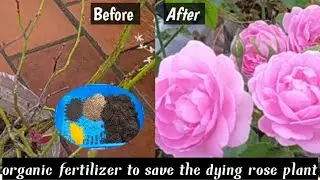 🤩#காஞ்ச ரோஜா செடியை பூக்க வைக்க இயற்கை உரம் #natural fertilizer to save the dying rose plant #rose
