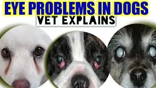 TOP 6  COMMON EYE PROBLEMS IN DOGS #dogs