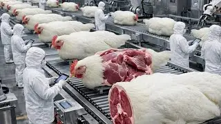 AI Technology Exposed: From Egg to Meat The Real Growth Process of White  Chickens