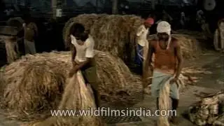 Labourers sort raw jute for spinning process