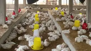 HOW TO MANAGE HEAT STRESS IN BROILER PRODUCTION!!!!!!