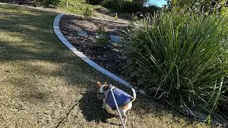 Laziest walk ever! Title of my first mini vlog @bingojr.8831