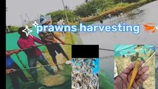 prawns harvesting and hunting prawns 🦐 amazing video full packing video