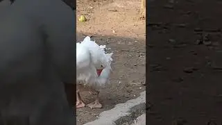 saçaklı kaz