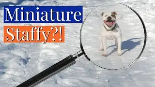 MINI STAFFY: What is the Smallest Staffy?