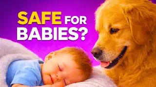 Top 10 Dog Breeds Proven Safe for Babies!