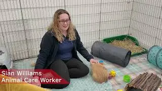 Rabbit Welfare Crisis: Calls for Urgent Action Amid Rising Neglect