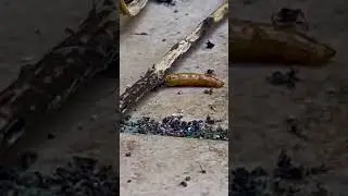 L&rsquo;intelligence des fourmis ! ( lasius sp. gr. niger)