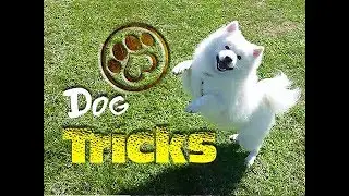 American Eskimo DOG TRICKS - (Pups & Downs)