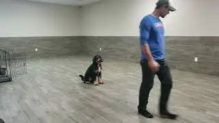 Marley the mini bernedoodle - off leash obedience