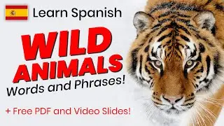 Wild Animals in Spanish - words and phrases