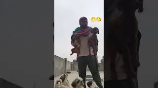 w. w. fight toy poodle ki please like subscribe in delhi greater Noida gazihabad mob 8076352421😘😁