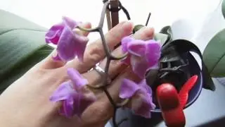 Orchideen Phalaenopsis Bl&uuml;ten Wurzeln Wachstum
