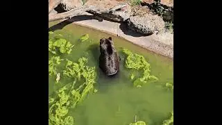 Spa sauvage  , l'ours le plus relax du monde