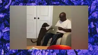 Cane esigente 😆 VIDEO da #ridere 😅 #sorridere fa Bene 😂 #bark #dog