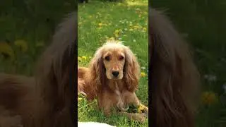 Классические породы собак Англии