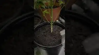 In House Grow (Transition from Vegetative stage to Flowering)