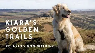 Silent Dog Walking Film | Golden Retriever ASMR Experience