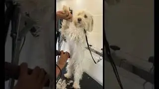 Mobile Pet Grooming Van