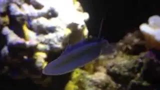Stomatella snail reef snail