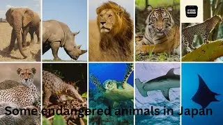 Some endangered animals in Japan