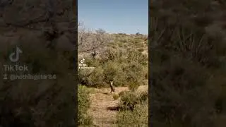 #jackrabbit #mojavedesert #arizona