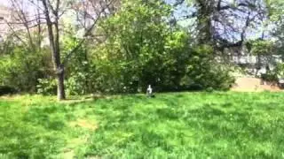 Q the basset hound
