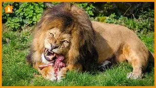 Why is the Lion Considered the King of the Jungle? | Pets Guideline