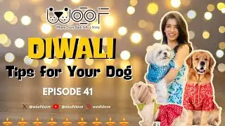 Diwali Safety Tips to Keep Your Dog CALM and Safe