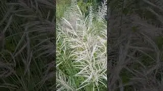 White flower natural grass #nature #gardenplants #plants #trending #top #reel #waterfall
