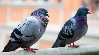 One of these birds is a Robot Drone and it's spying on you