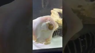 Кормление домашнего ската 🐟 моллюсками!
