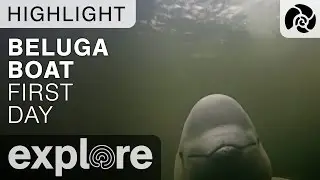 First Day On The Boat With the Belugas - Live Cam Highlight