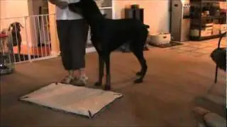 Dogs on Mats Sesssion1, Feeding Time.wmv