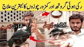 Kamzor Chicks Ka Ilaj Chicks Stunted Growth || AR Master Aseels