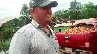 Producción de Tomate y locote: MUNDIAL TV RURAL