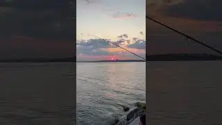 🇹🇷Cats waiting for fish Sunset Istanbul