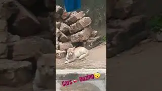 Cats dozing 😴😴 #cat #cute