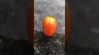 TOMATE: Broca do Tomateiro! Fique atento