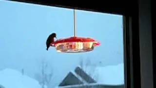 An Anna's Hummingbird at Martin and Grace's house 25 November 2010