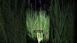 Science Behind the Art: Spiders vs Moths