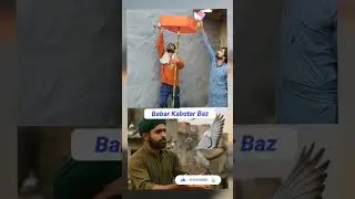 Babar kabutar Baz video. #ai #babarazam #reels #shortsvideo #update #news #bbl #capcut