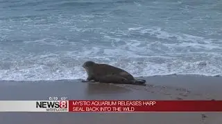 Mystic Aquarium release Harp Seal back into the wild