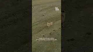 Drone Saves Calf From Aggressive Dogs | Hero of the Week