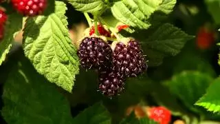 U Pick...How to pick the best fruit at Bacchini's Fruit Tree!